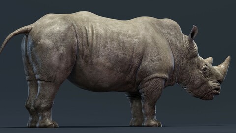 Rhino
