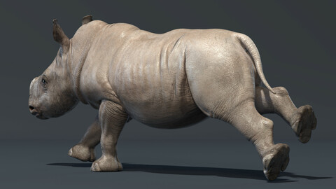 Rhino Baby Animated