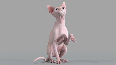 Sphynx Cat Pink Sitting Pose