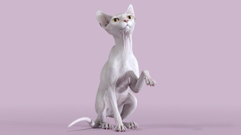 Sphynx Cat White Sitting Pose
