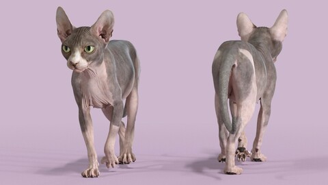 Sphynx Cat Bicolor Walking Pose