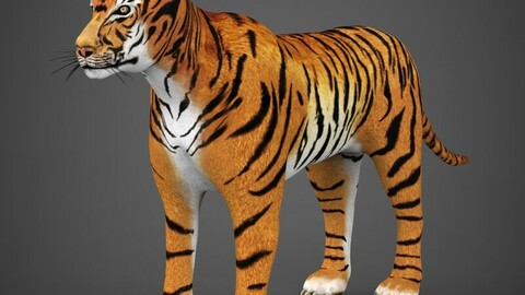Realistic Tiger 3D Model