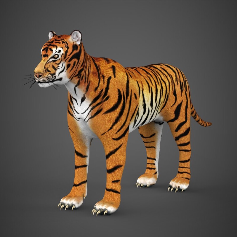 bekennen Fruitig Emulatie ArtStation - Realistic Tiger 3D Model | Game Assets