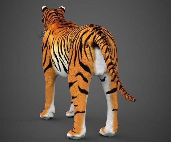 Realistic Tiger 3d Model