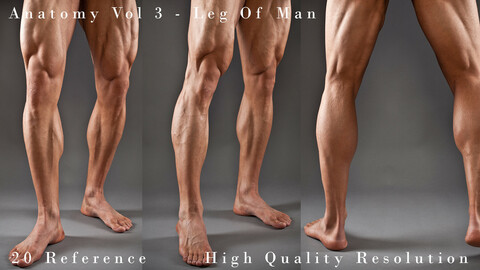 Anatomy Vol 3 -  Leg Of Man Details