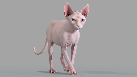 Sphynx Cat Pink Walking Pose