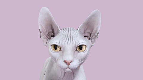 Sphynx Cat White Walking Pose