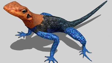 Agama Lizard