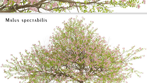 Malus spectabilis Tree (Chinese Flowering Crabapple) (1 Tree)