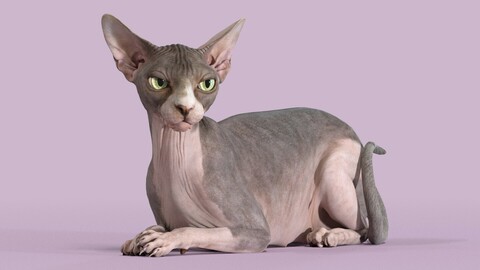 Sphynx Cat Bicolor Lying Pose