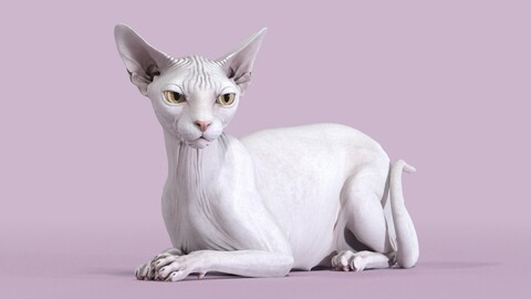 Sphynx Cat White Lying Pose