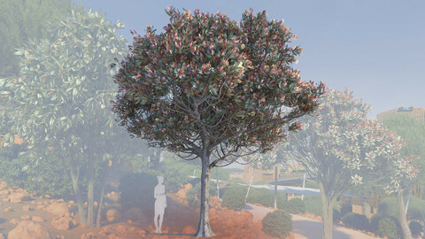 3d models of a mature bronze loquat tree eriobotrya deflexa