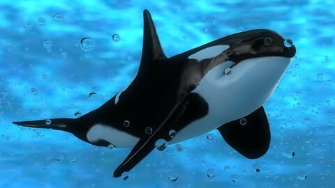 Killer Whale Model 17 Animations  Uasset and unitypackage