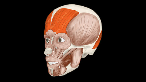 Occipitofrontalis Muscle (Anterolateral View) - Human Face Muscles