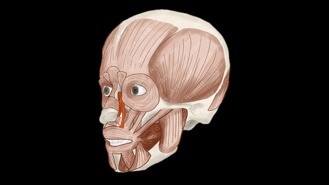 Levator labii superior alaeque nasi Muscle (Anterolateral View) - Human Face Muscles