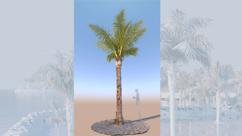 3D model of syagrus romanzoffiana queen palm mature b