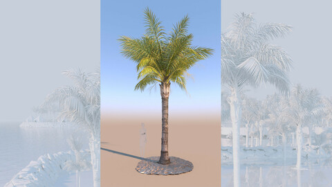 3D model of syagrus romanzoffiana queen palm mature a