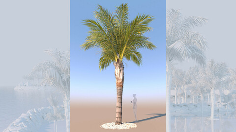 3D model of syagrus romanzoffiana queen palm mid a