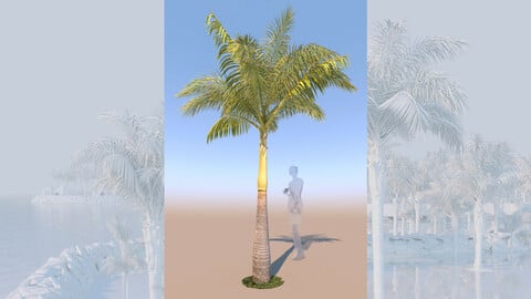 3D model of syagrus romanzoffiana queen palm mid c