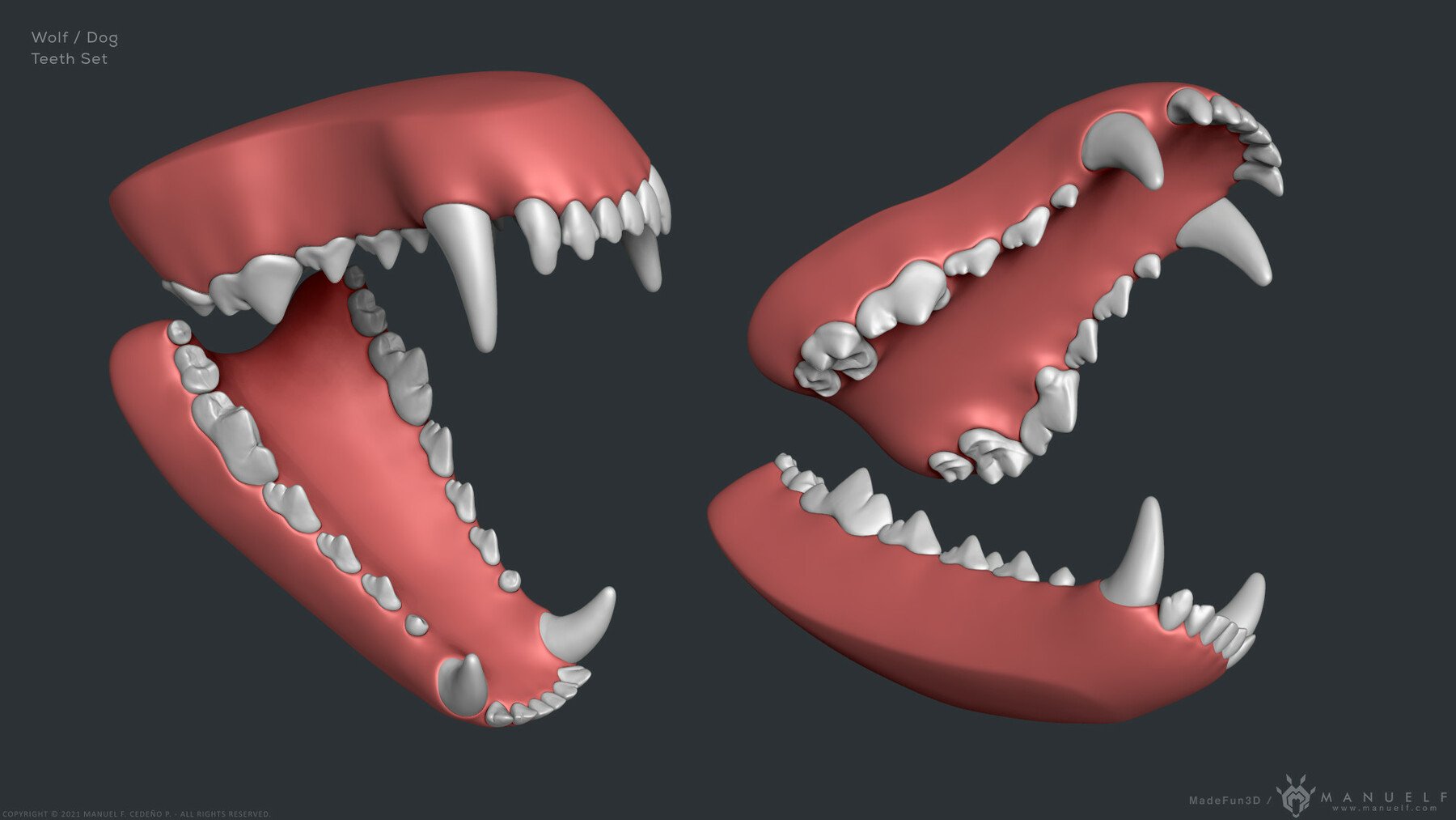 3d dog teeth