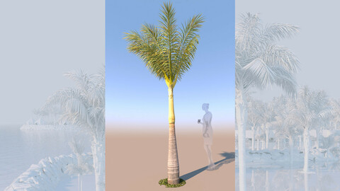 3D model of syagrus romanzoffiana queen palm young B