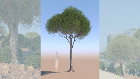 3D tree pinus pinea stone pine young b