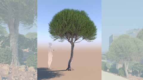 3D tree pinus pinea stone pine young c