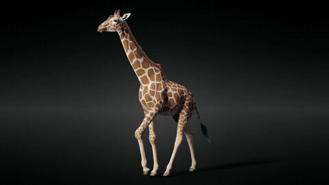 Giraffe Animated