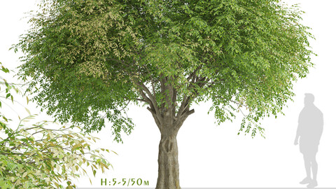 Set of Fraxinus griffithii Trees (evergreen ash) (2 Trees)