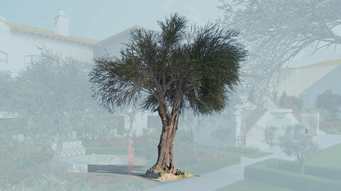 3D olive tree olea europaea mature a