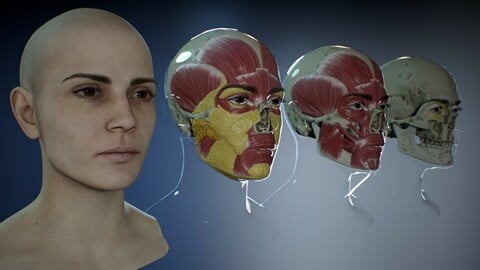 Highly detailed female head base mesh and écorché