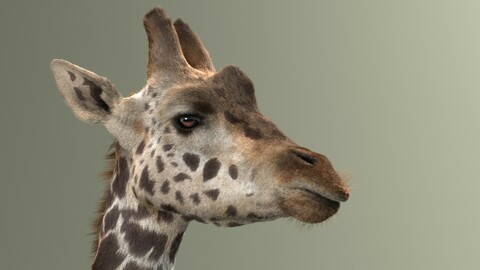 Giraffe Masai Fur Animated