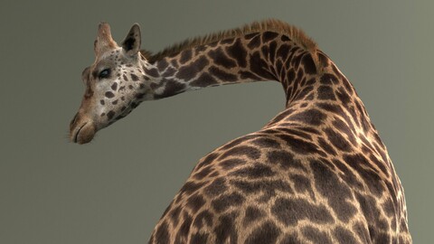 Giraffe Masai Fur Rigged