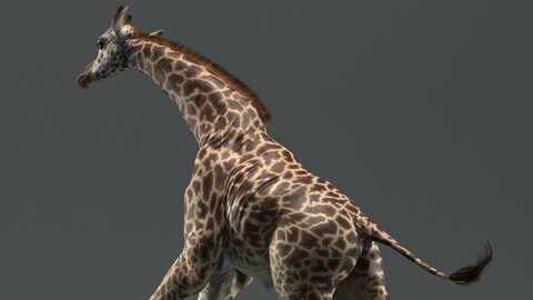 Giraffe Masai Animated