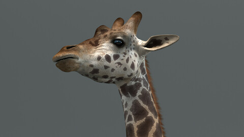 Giraffe Masai