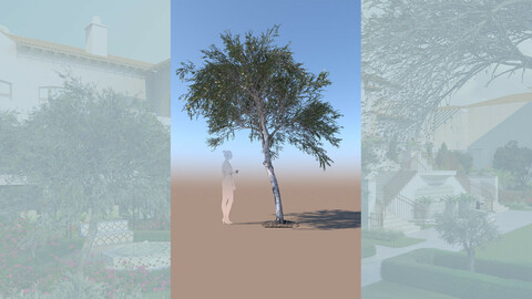 3D olive tree olea europaea young b