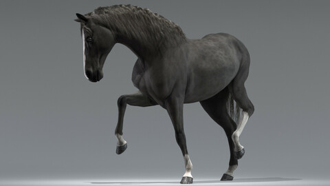 Horse Black Rigged