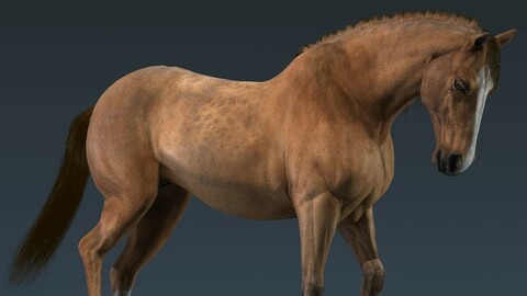 Horse Brown
