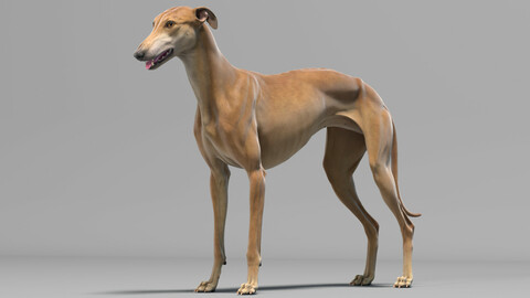 Greyhound Brown