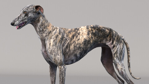 Greyhound Tiger