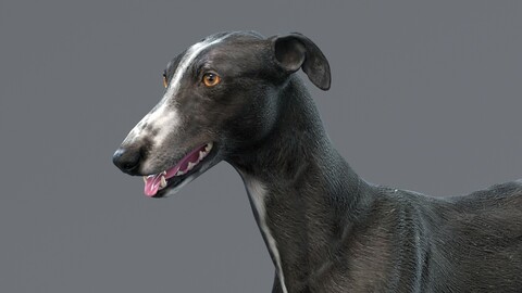 Greyhound Black