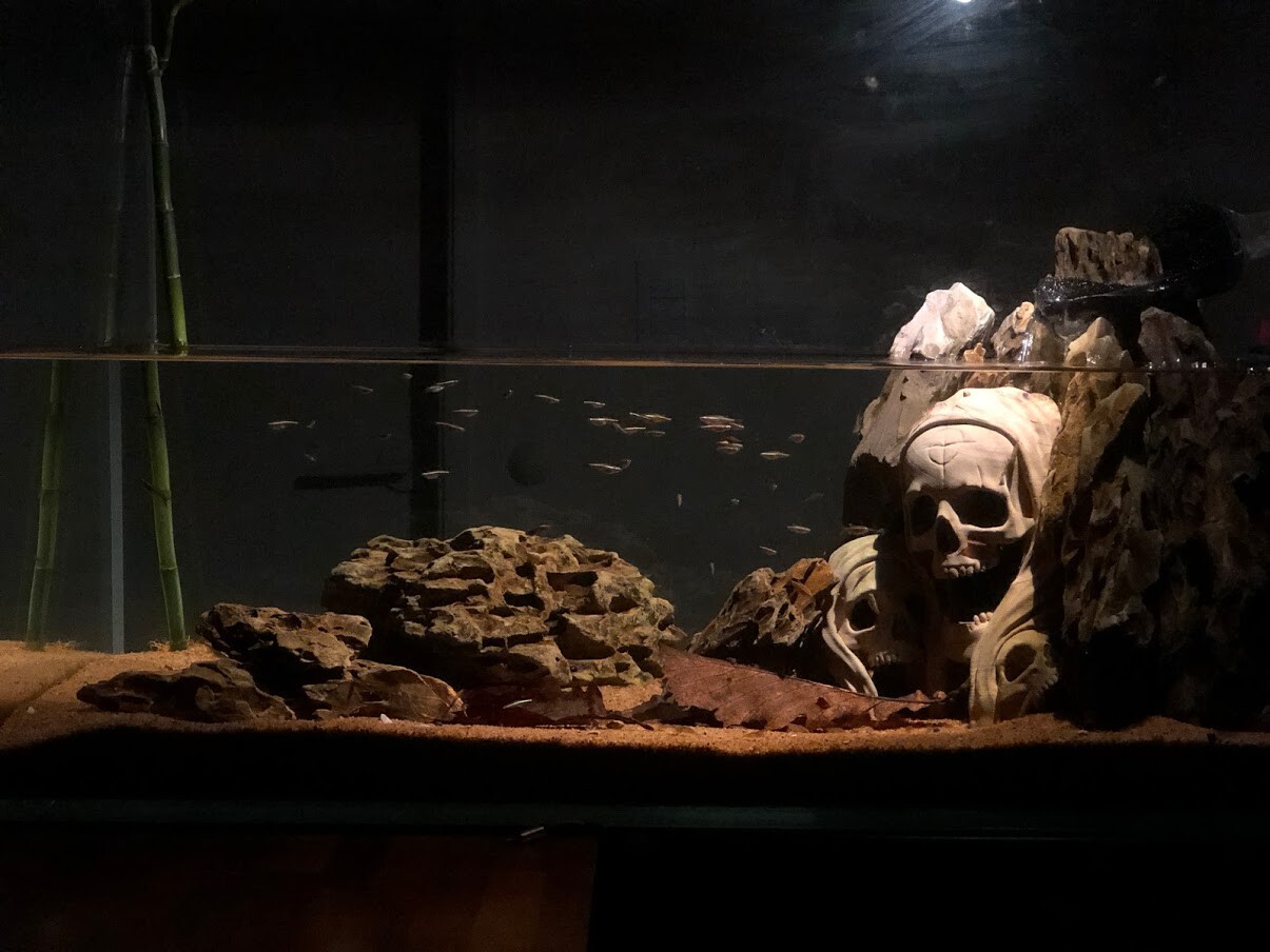 ArtStation 3D Aquarium Skull decoration 3D print model Resources