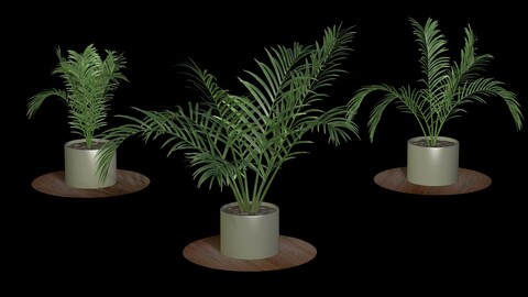 Three palm trees for the interior