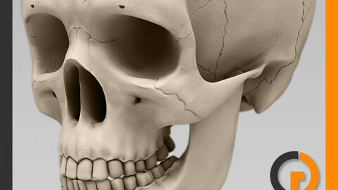 Human Skull - Anatomy