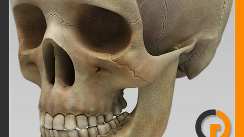 Human Textured Skull - Anatomy