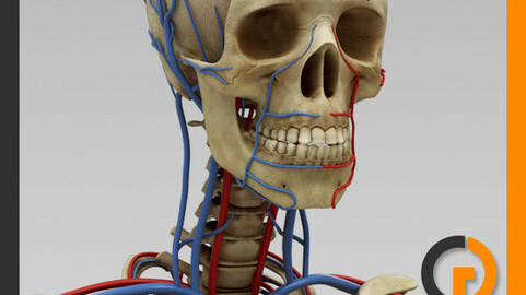 Human Circulatory System and Skeleton - Anatomy
