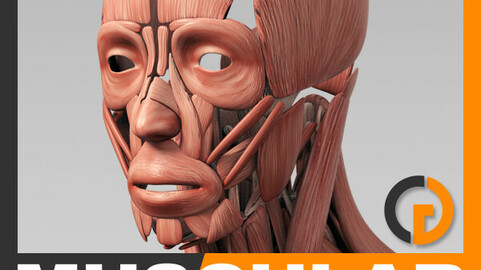 Human Muscular System - Anatomy