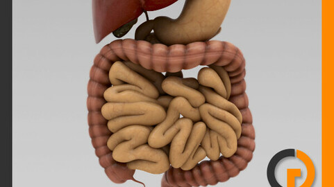 Human Digestive System - Anatomy