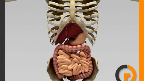 Human Digestive System and Skeleton - Anatomy