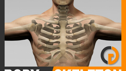 Human Male Body and Skeleton Textured - Anatomy